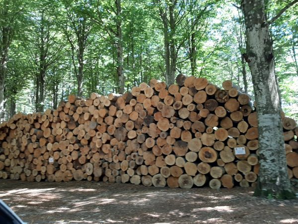 Il taglio degli alberi
